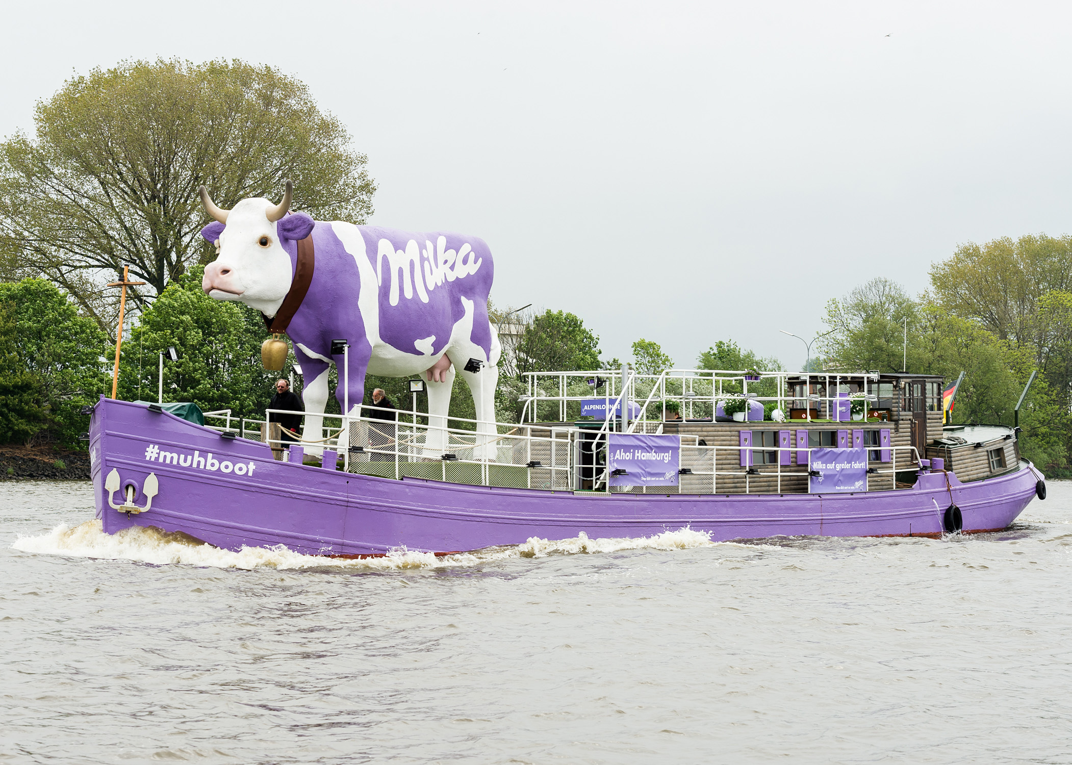 Milka Kuh schwimmt auf dem Rhein nach Düsseldorf Lust